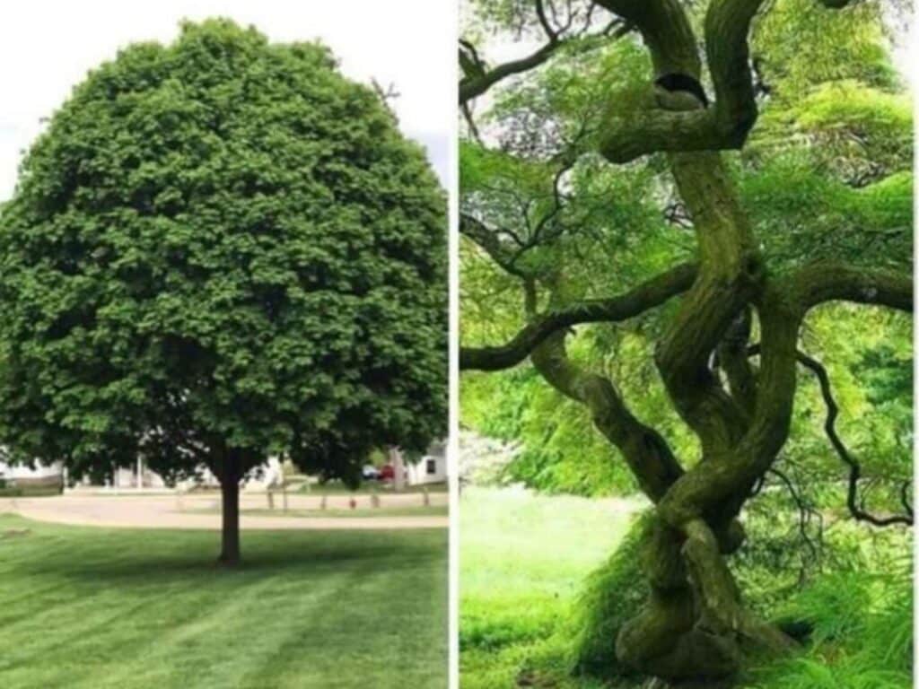 two big trees