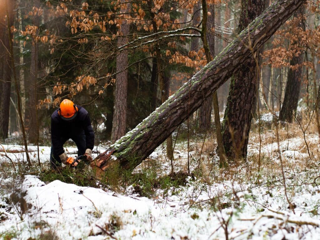 man in helmet cutting a tree