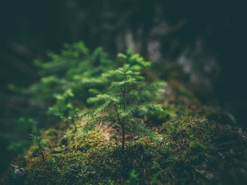 small tree