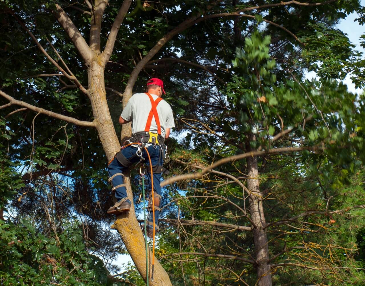 Men climbing a big tree