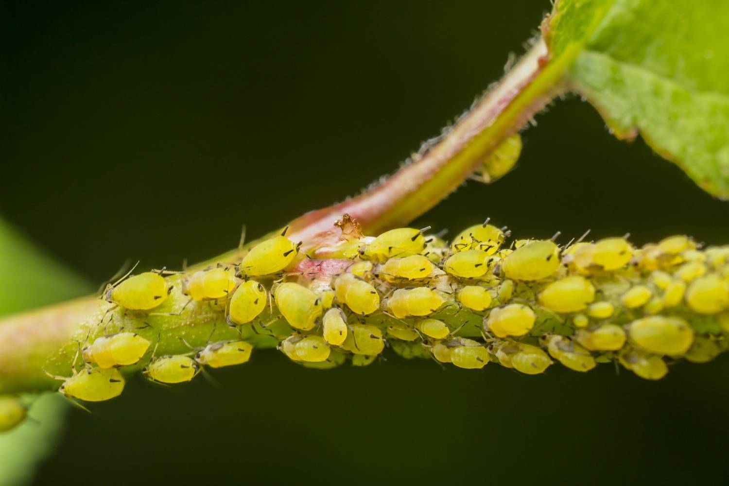 Trees and insects