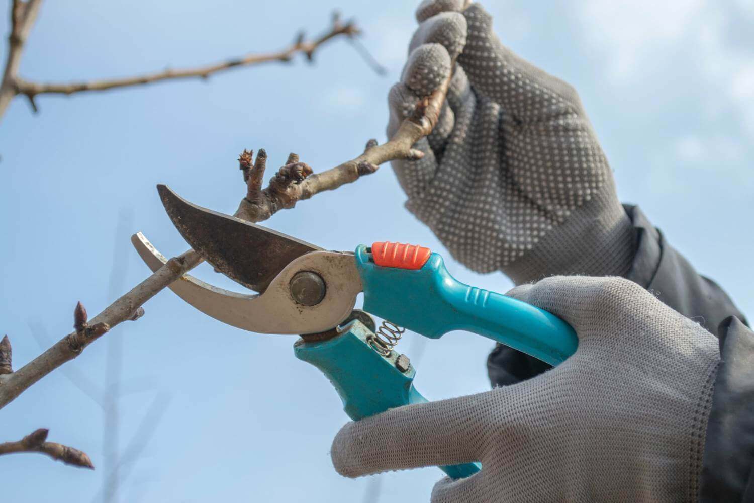 pruning a tree cutting branches