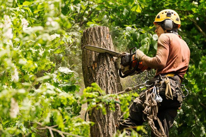 emergency tree removal services