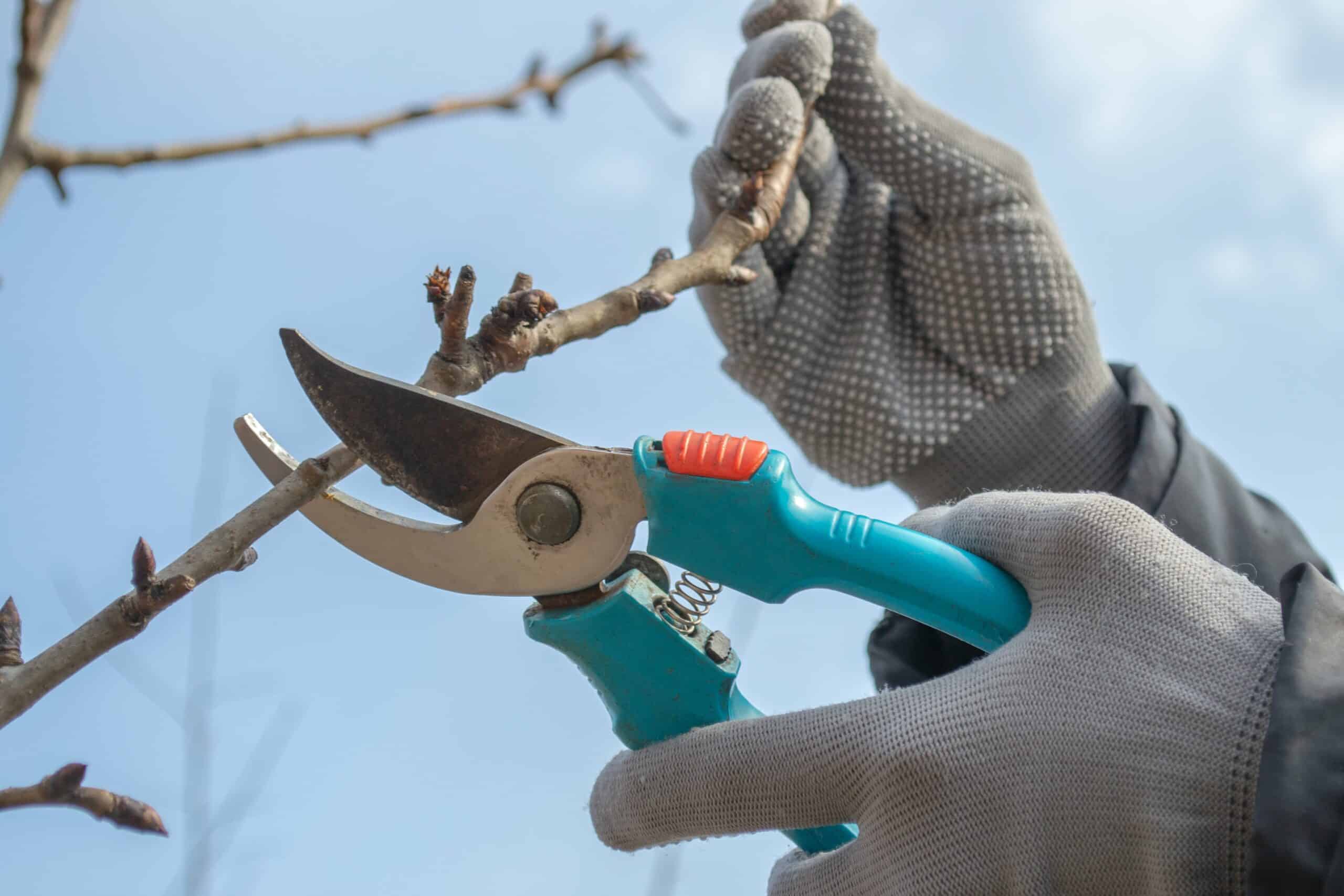 pruning an fruit tree cutting branches at spring 2022 07 22 07 42 31 utc min min