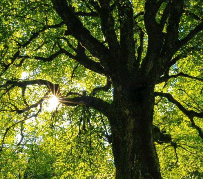 big shady tree bathed in sunlight